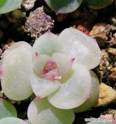 以实生苗为主导的绿化新时代 实生苗