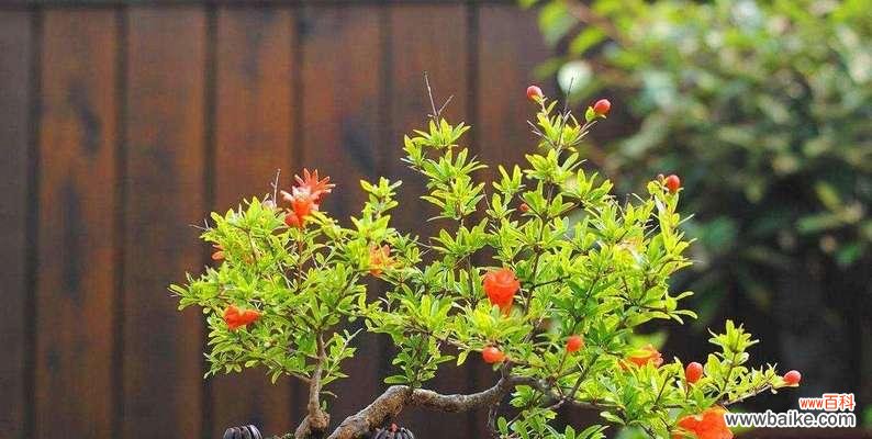 家庭的福气之源-盆栽多福植物 寓意多子多福的盆栽植物——幸福家庭的象征