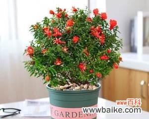 家庭的福气之源-盆栽多福植物 寓意多子多福的盆栽植物——幸福家庭的象征