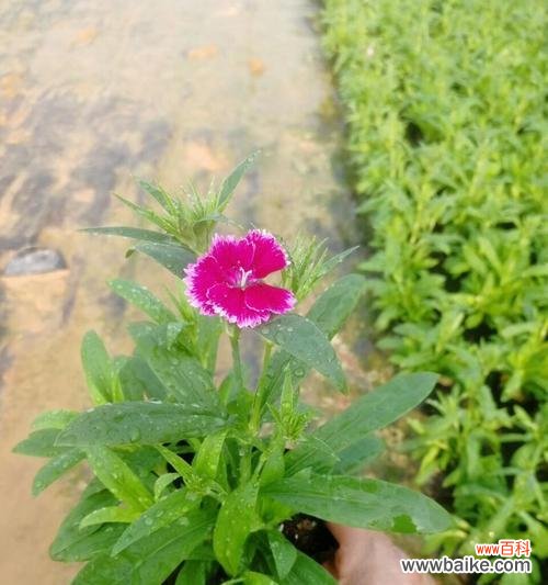 探寻石竹花的花语及象征意义 石竹的花语