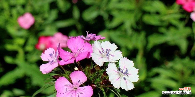 探寻石竹花的花语及象征意义 石竹的花语