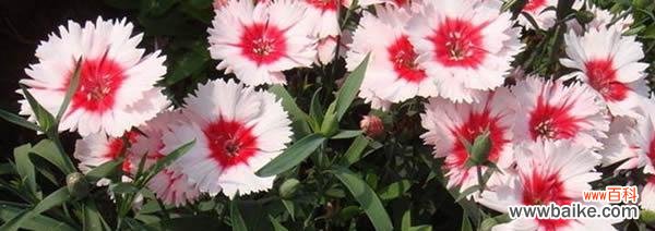 探寻石竹花的花语及象征意义 石竹的花语