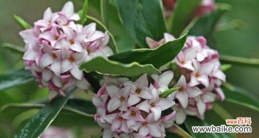 走入深山 深山含笑的花语与传说