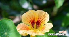 盛夏时节 夏日绚丽花海