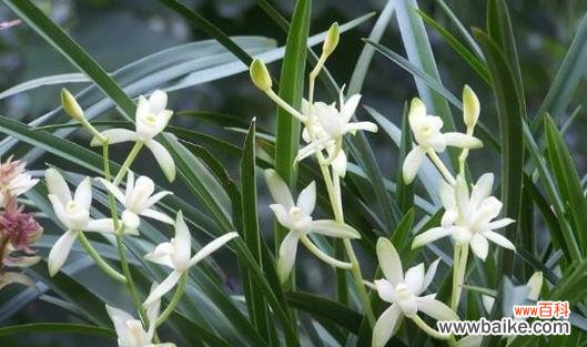 以兰花为礼物 兰花送人,寓意深远