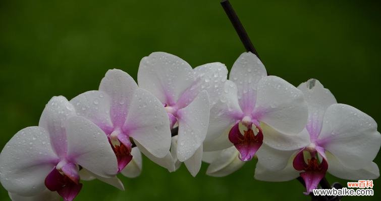 以兰花为礼物 兰花送人,寓意深远