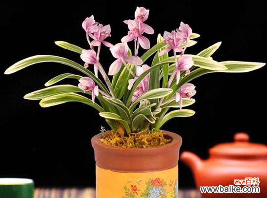 以兰花为礼物 兰花送人,寓意深远