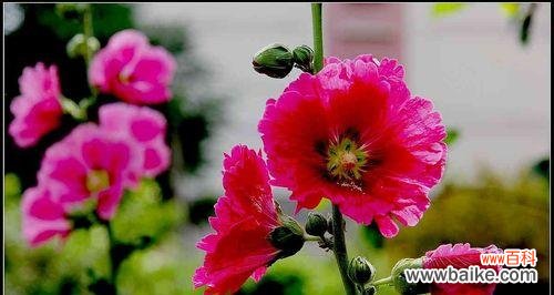 解读蜀葵花的文化内涵与传承之道 蜀葵花的象征意义及其美丽魅力