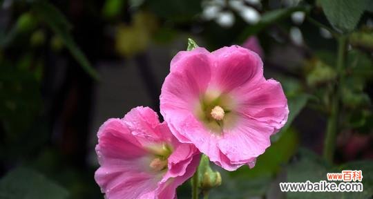 解读蜀葵花的文化内涵与传承之道 蜀葵花的象征意义及其美丽魅力