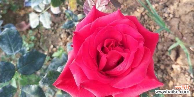 一朵 不同朵数玫瑰的寓意与意义