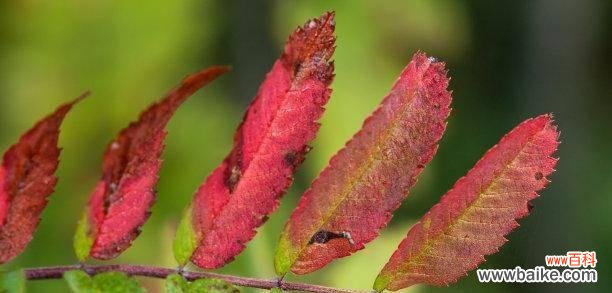 揭秘几种代表痴情的植物及其传说 痴情植物