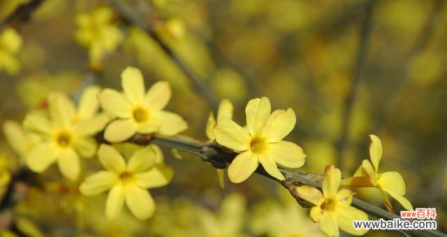 寓意与象征 迎春花花语——盛开在寒冷冬季的希望之花