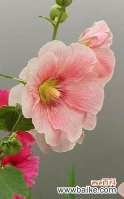 传承爱与希望的代言者——蜀葵花 蜀葵花语与美好愿望