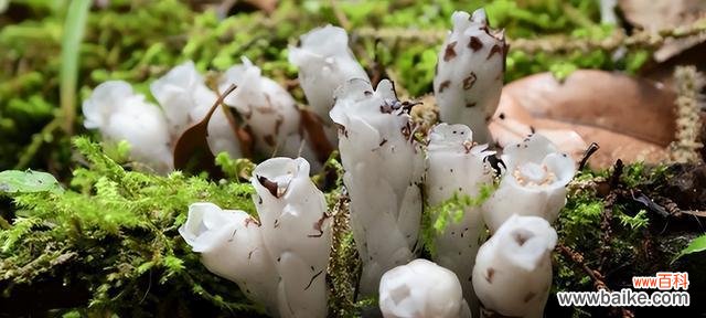 探索水晶兰的花语与人生哲学 水晶兰的花语及其深远意义