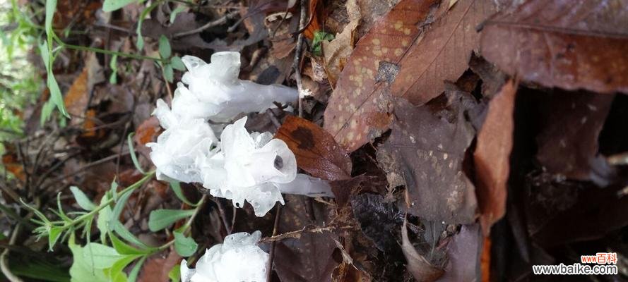 探索水晶兰的花语与人生哲学 水晶兰的花语及其深远意义