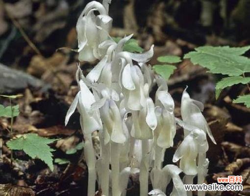 探索水晶兰的花语与人生哲学 水晶兰的花语及其深远意义