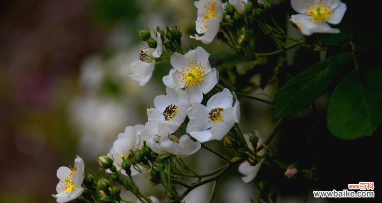 解读水晶花的花语与意义 水晶花语之美——探寻花语中的奇妙力量