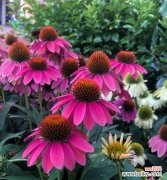 唤醒心灵的芬芳乐章 松果菊之花语与美好寓意