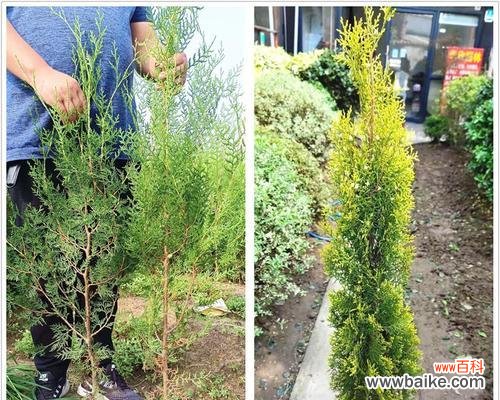 探寻松柏的内涵与启示 松柏的象征意义与人生智慧