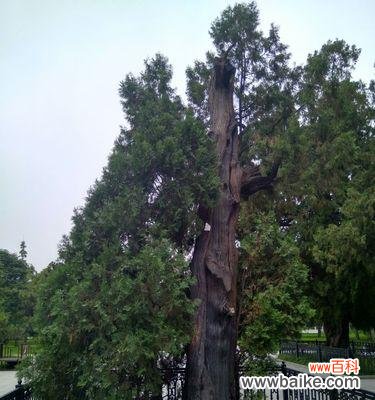 探寻松柏的内涵与启示 松柏的象征意义与人生智慧