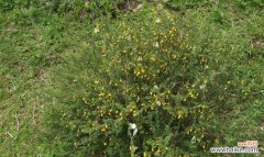 探寻松柏的内涵与启示 松柏的象征意义与人生智慧