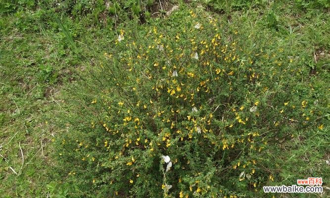 探寻松柏的内涵与启示 松柏的象征意义与人生智慧