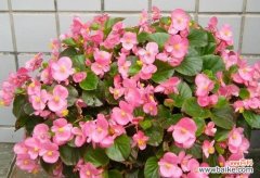 探索四季海棠的寓意和象征意义 四季海棠