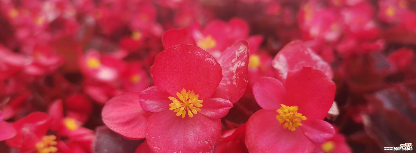 探索四季海棠的寓意和象征意义 四季海棠