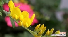 揭开水杉树花语背后的神秘面纱 水杉树的花语之秘密