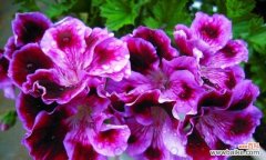 探索天竺葵的花语与美丽秘密 天竺葵花语解读