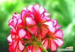 探秘天竺葵的花语与寓意 天竺葵的花语与寓意