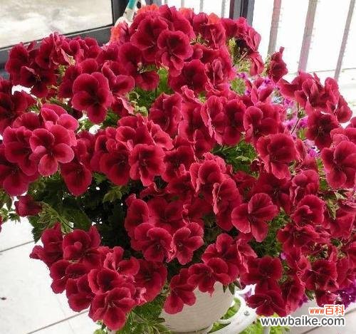 探秘天竺葵的花语与寓意 天竺葵的花语与寓意