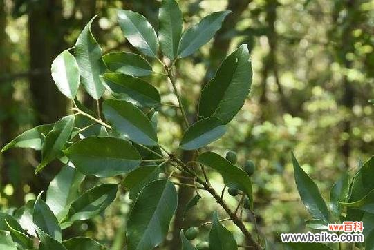 揭示天竺桂花语寓意的美丽之源 天竺桂的花语寓意及其象征意义