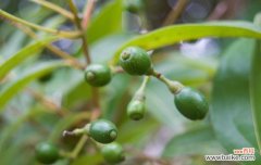 揭示天竺桂花语寓意的美丽之源 天竺桂的花语寓意及其象征意义