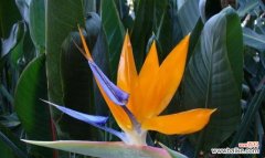 它的花语寄托着爱与幸福 天堂鸟花语