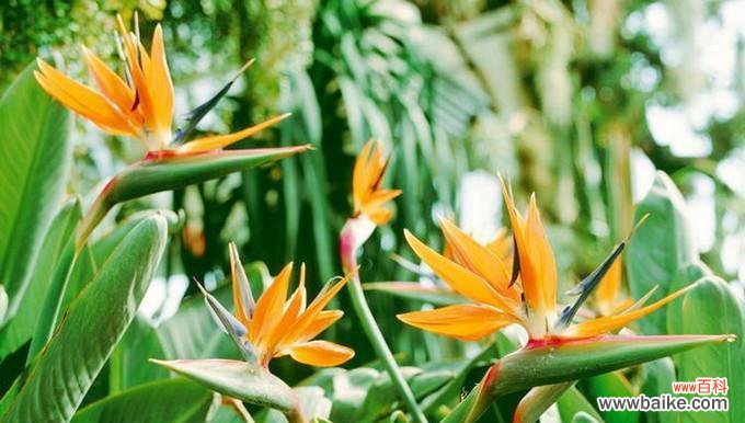 它的花语寄托着爱与幸福 天堂鸟花语