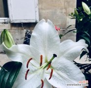 用一束花诉说心意 花语大全