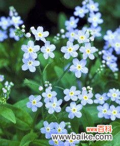 探索以勿忘草的神秘花语 以勿忘草的花语与意义