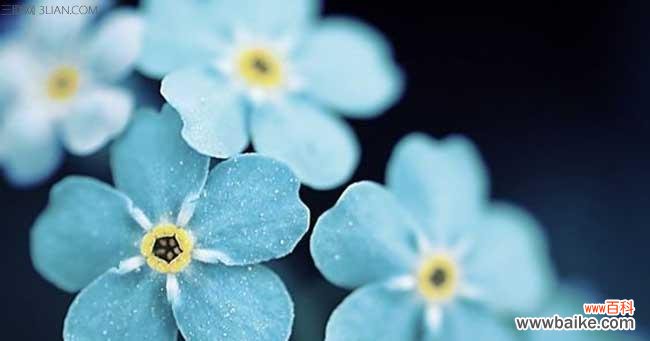 探索以勿忘草的神秘花语 以勿忘草的花语与意义