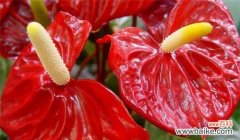 揭示五色草花语的含义和魅力 五色草花语的奥秘