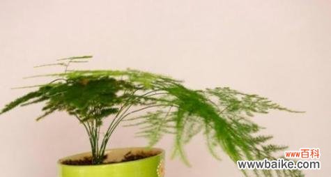 揭开文竹的花语之谜 文竹花语与它的神秘魅力