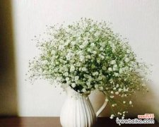 探寻花语的神秘之旅 鲜花的花语