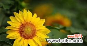 探究向日葵代表的含义及象征性 向日葵的花语寓意是什么