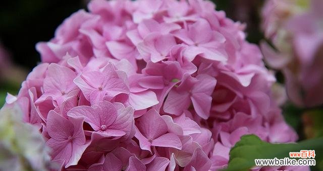 绣球花的美丽象征与深刻内涵 绣球花的寓意与象征意义