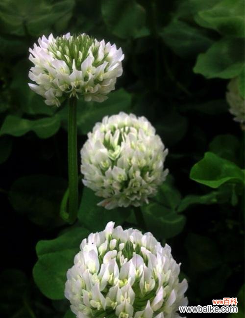 揭秘幸运草的花语及其深远内涵 幸运草的花语