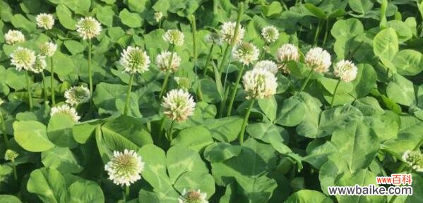 揭秘幸运草的花语及其深远内涵 幸运草的花语