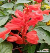 探秘红色花卉的心灵力量 一串红的花语和寓意