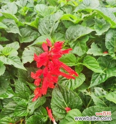 探秘红色花卉的心灵力量 一串红的花语和寓意