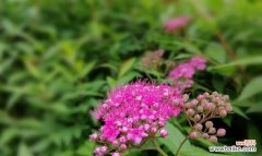 绣线菊花语的丰富寓意与传递人们美好心愿的力量 绣线菊花语与寓意——寄托美好愿望的花儿