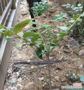 探索植物生长的奇妙之旅 了解移植苗的意义与方法